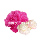 優雅な芍薬メッセージ（個別スタンプ：15）