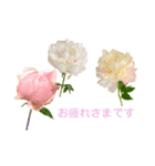 優雅な芍薬メッセージ（個別スタンプ：17）