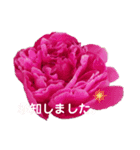優雅な芍薬メッセージ（個別スタンプ：22）