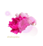優雅な芍薬メッセージ（個別スタンプ：24）