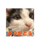 とらちゃんともじろう！（個別スタンプ：2）