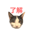 とらちゃんともじろう！（個別スタンプ：4）