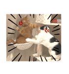 とらちゃんともじろう！（個別スタンプ：6）
