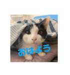 とらちゃんともじろう！（個別スタンプ：9）