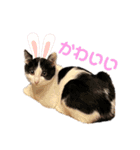 とらちゃんともじろう！（個別スタンプ：11）