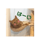 とらちゃんともじろう！（個別スタンプ：12）