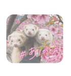 みるさんしんば・らいるるりりー（個別スタンプ：1）