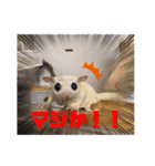 みるさんしんば・らいるるりりー（個別スタンプ：6）