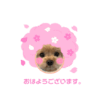 マルプーのぷーたん       第10弾（個別スタンプ：1）