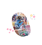 くぅ、パール、ふくのほのぼのスタンプ（個別スタンプ：2）