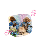 くぅ、パール、ふくのほのぼのスタンプ（個別スタンプ：6）