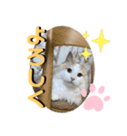 マンチカンの猫スタンプ 日常編（個別スタンプ：1）