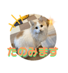 マンチカンの猫スタンプ 日常編（個別スタンプ：2）
