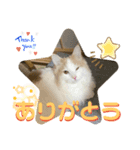 マンチカンの猫スタンプ 日常編（個別スタンプ：3）