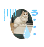 マンチカンの猫スタンプ 日常編（個別スタンプ：5）