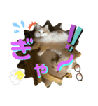 マンチカンの猫スタンプ 日常編（個別スタンプ：6）