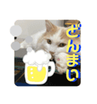 マンチカンの猫スタンプ 日常編（個別スタンプ：7）