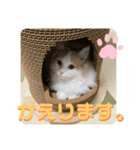 マンチカンの猫スタンプ 日常編（個別スタンプ：8）