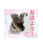 チャッピーちゃんスタンプNo2（個別スタンプ：1）