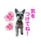 チャッピーちゃんスタンプNo2（個別スタンプ：4）