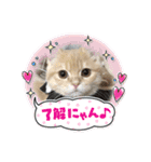 アメショ♡スコ♡マルプー  part3（個別スタンプ：3）