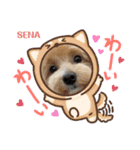 アメショ♡スコ♡マルプー  part3（個別スタンプ：5）
