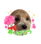 アメショ♡スコ♡マルプー  part3（個別スタンプ：9）