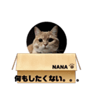 アメショ♡スコ♡マルプー  part3（個別スタンプ：13）