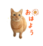 茶トラ 猫 日常 スタンプ（個別スタンプ：1）