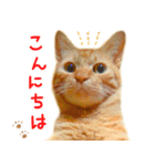 茶トラ 猫 日常 スタンプ（個別スタンプ：2）