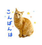 茶トラ 猫 日常 スタンプ（個別スタンプ：3）