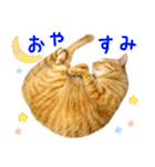 茶トラ 猫 日常 スタンプ（個別スタンプ：4）
