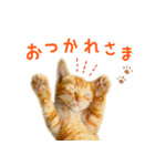 茶トラ 猫 日常 スタンプ（個別スタンプ：5）