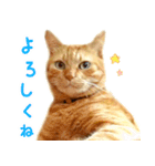 茶トラ 猫 日常 スタンプ（個別スタンプ：6）