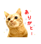 茶トラ 猫 日常 スタンプ（個別スタンプ：7）
