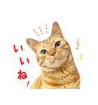 茶トラ 猫 日常 スタンプ（個別スタンプ：8）