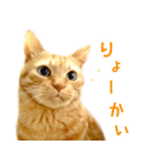 茶トラ 猫 日常 スタンプ（個別スタンプ：9）
