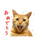 茶トラ 猫 日常 スタンプ（個別スタンプ：10）