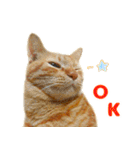 茶トラ 猫 日常 スタンプ（個別スタンプ：11）
