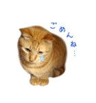 茶トラ 猫 日常 スタンプ（個別スタンプ：13）