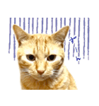 茶トラ 猫 日常 スタンプ（個別スタンプ：14）