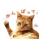 茶トラ 猫 日常 スタンプ（個別スタンプ：15）