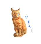 茶トラ 猫 日常 スタンプ（個別スタンプ：16）