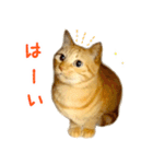 茶トラ 猫 日常 スタンプ（個別スタンプ：17）