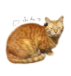 茶トラ 猫 日常 スタンプ（個別スタンプ：18）