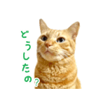 茶トラ 猫 日常 スタンプ（個別スタンプ：19）