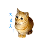 茶トラ 猫 日常 スタンプ（個別スタンプ：20）