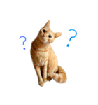 茶トラ 猫 日常 スタンプ（個別スタンプ：21）