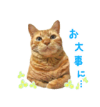 茶トラ 猫 日常 スタンプ（個別スタンプ：22）