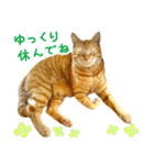 茶トラ 猫 日常 スタンプ（個別スタンプ：23）